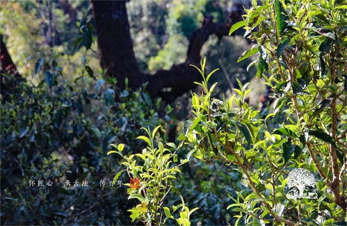 2017年秋茶現(xiàn)場(chǎng)之走進(jìn)易武